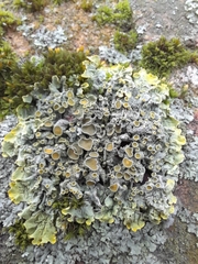 Xanthoria parietina