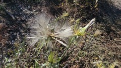Tragopogon