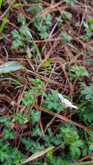 Geranium schiedeanum