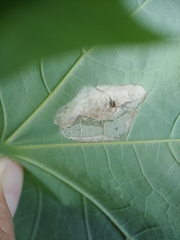 Phyllonorycter clemensella