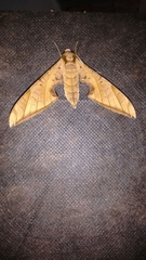 Protambulyx
