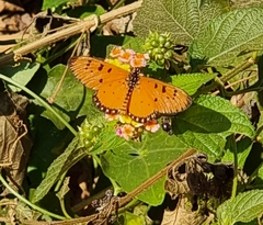 Acraea terpsicore