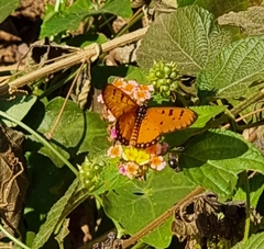 Acraea terpsicore
