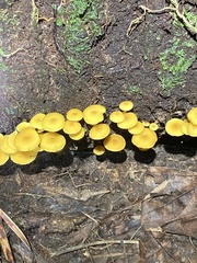 Tricholomopsis aurea