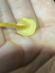 Tricholomopsis aurea