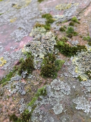 Orthotrichum diaphanum