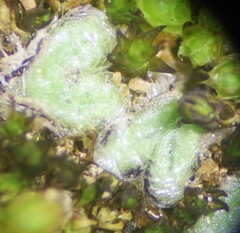 Riccia trichocarpa