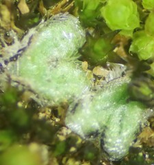 Riccia trichocarpa
