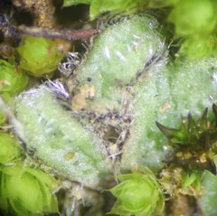 Riccia trichocarpa