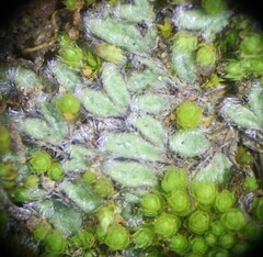 Riccia trichocarpa