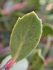 Arctostaphylos pacifica