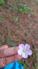 Geranium schiedeanum