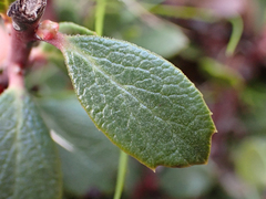 Arctostaphylos pacifica