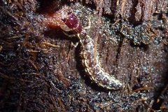 Raphidia