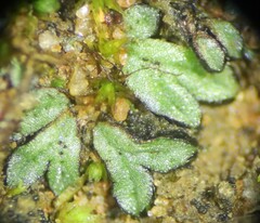 Riccia nigrella
