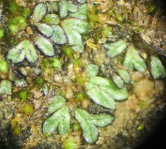 Riccia nigrella