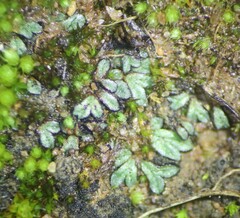 Riccia nigrella