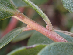 Arctostaphylos pacifica