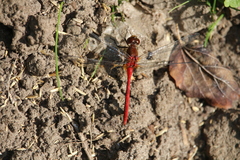 Sympetrum rubicundulum