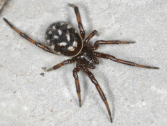 Steatoda albomaculata