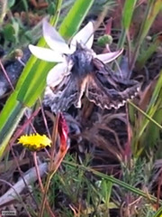 Drepanogynis pallidimargo