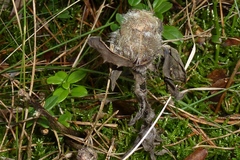 Carlina vulgaris