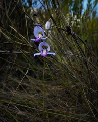 Disa graminifolia