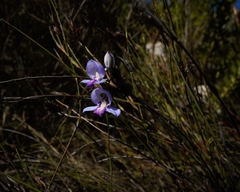 Disa graminifolia