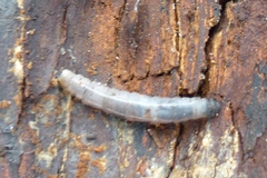Tanyptera atrata