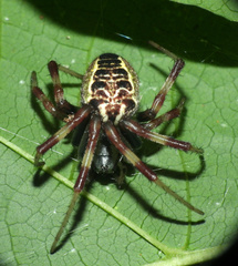 Araneus venatrix
