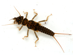 Perlodes microcephalus