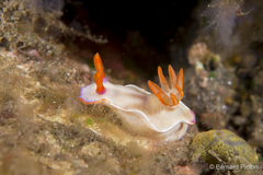 Hypselodoris iba