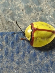 Paraselenis
