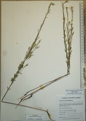 Erysimum marschallianum