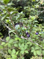 Rhaphithamnus spinosus