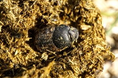 Palaeonthophagus