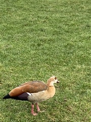 Alopochen aegyptiaca