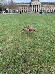 Alopochen aegyptiaca