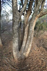 Xanthocercis zambesiaca