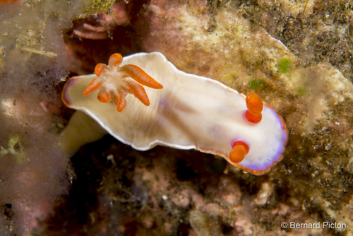 Hypselodoris iba