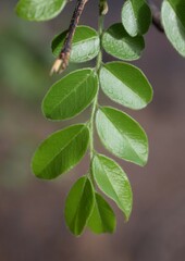 Xanthocercis zambesiaca