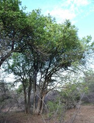 Xanthocercis zambesiaca