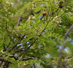 Xanthocercis zambesiaca