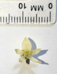 Xanthocercis zambesiaca