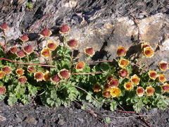 Geum reptans