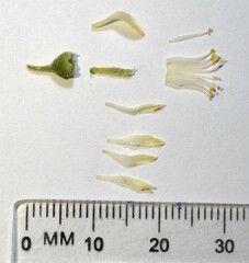 Xanthocercis zambesiaca