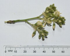 Xanthocercis zambesiaca