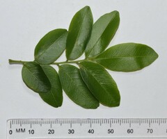 Xanthocercis zambesiaca