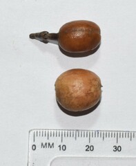 Xanthocercis zambesiaca