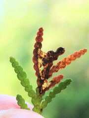 Coleotechnites thujaella